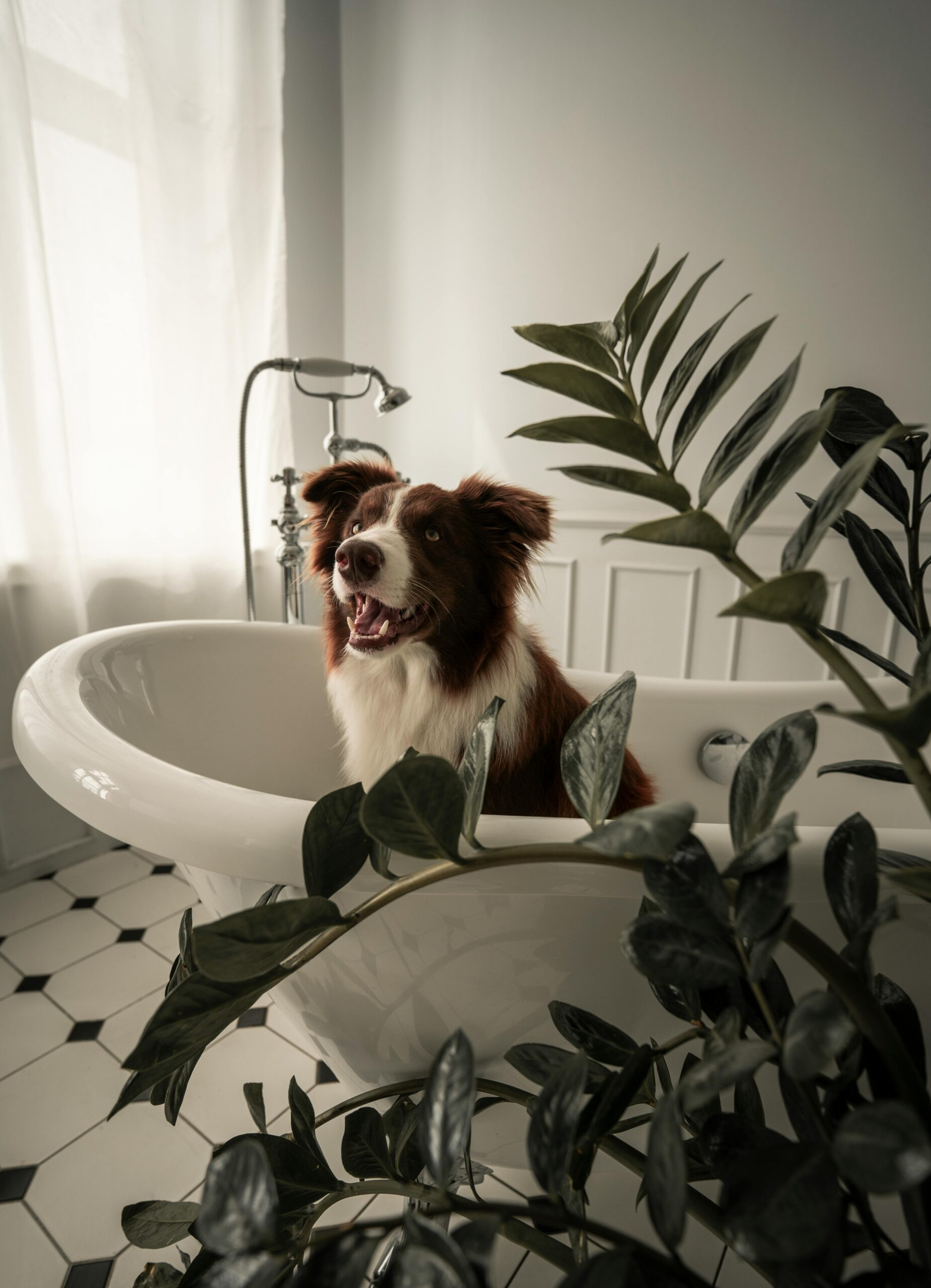 border collie dog taking a bath in the bathtub getting groomed