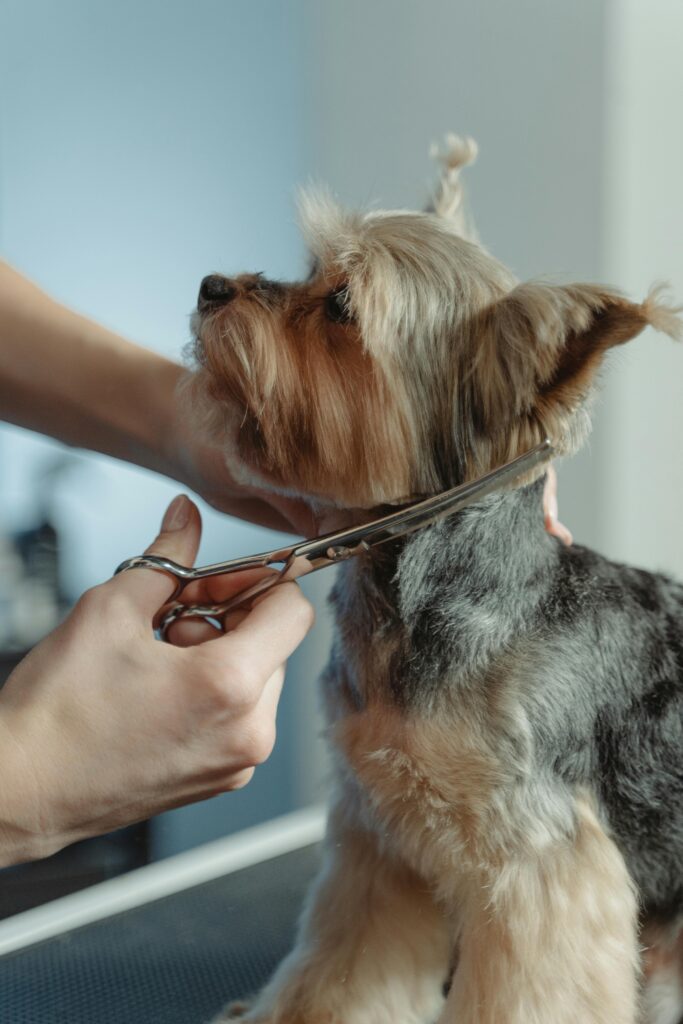 yorkie dog getting groomed haircut