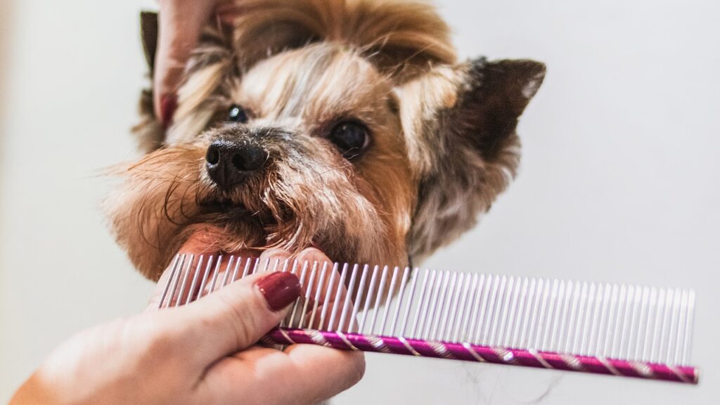 dog, grooming, hair-7565648.jpg